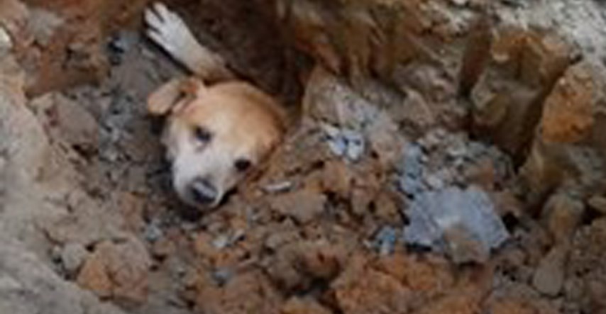 Ovaj pas zaglavio se duboko ispod zemlje, no njegov vlasnik nije odustao